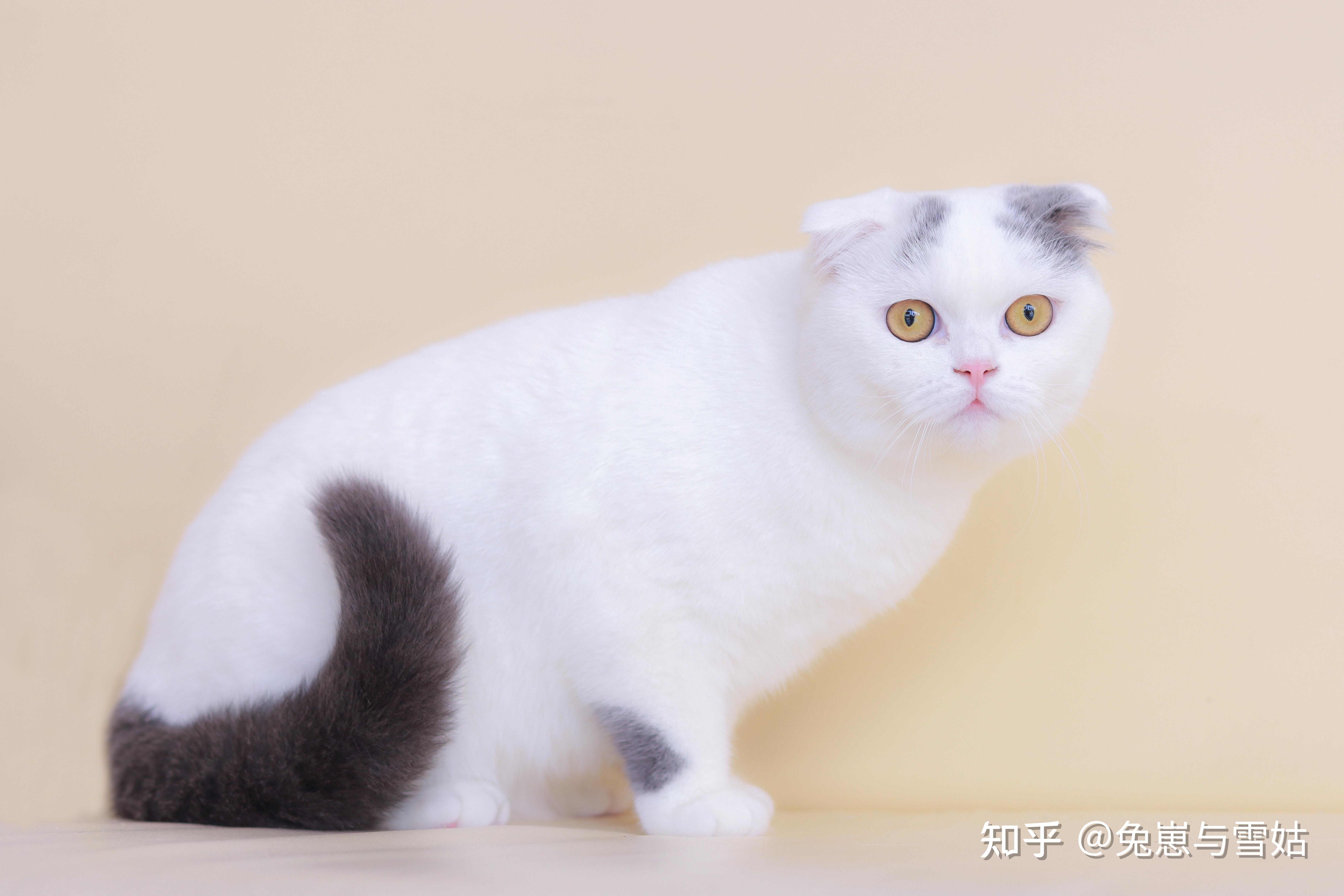 新澳门正版免费大全,猫咪最喜欢什么颜色_高级版4.552