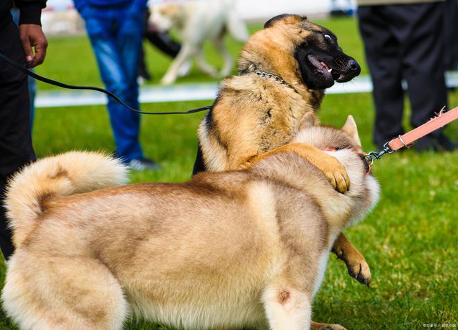 恶犬最新咖啡，狗咖新世界探索之旅