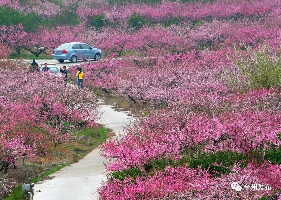 台州春季赏花攻略，遇见浪漫花海