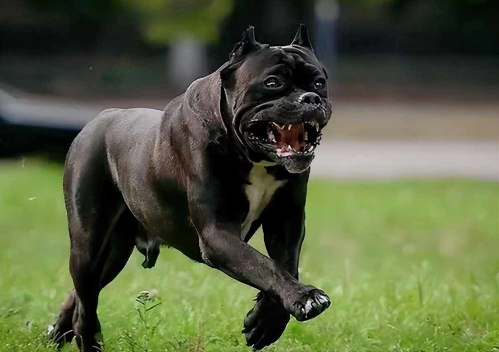 恶犬最新图，警惕与反思的必要话题