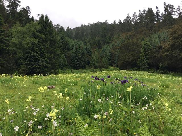 野花鲁最新域名，探索与发现的旅程