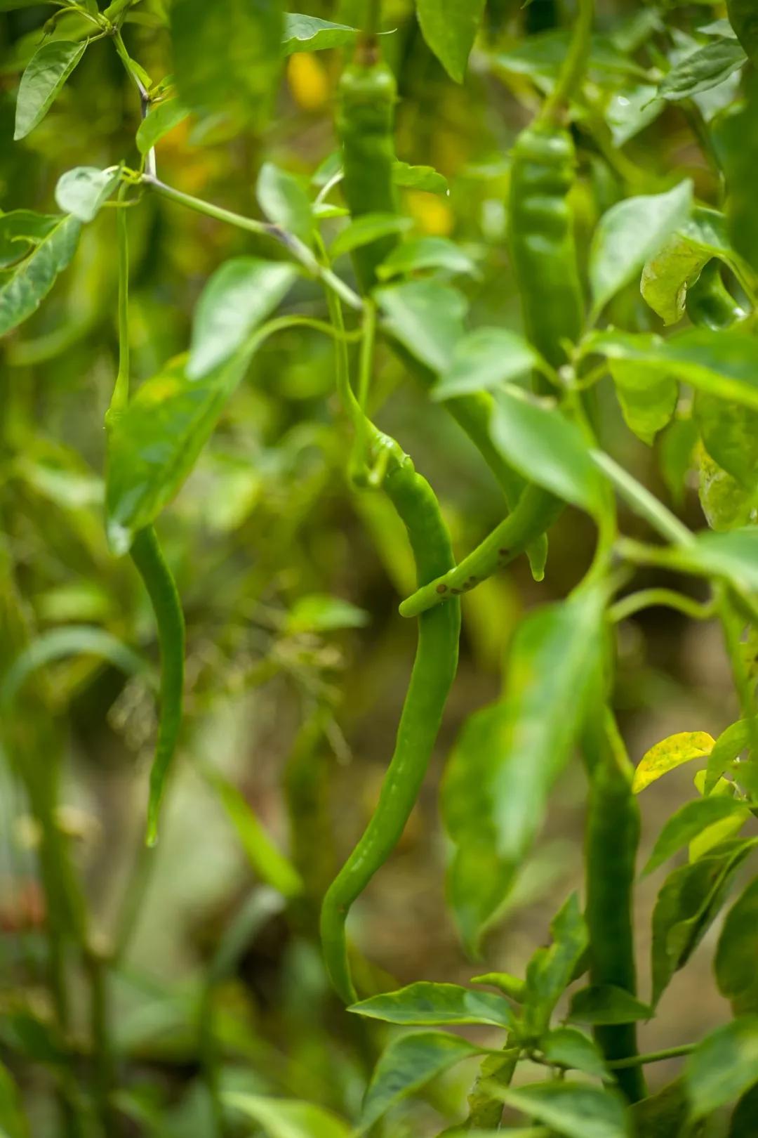 昆明蔬菜最新批发价格一览