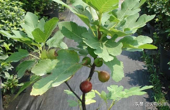 最新无花果种植技术，提升产量与品质的关键策略解析