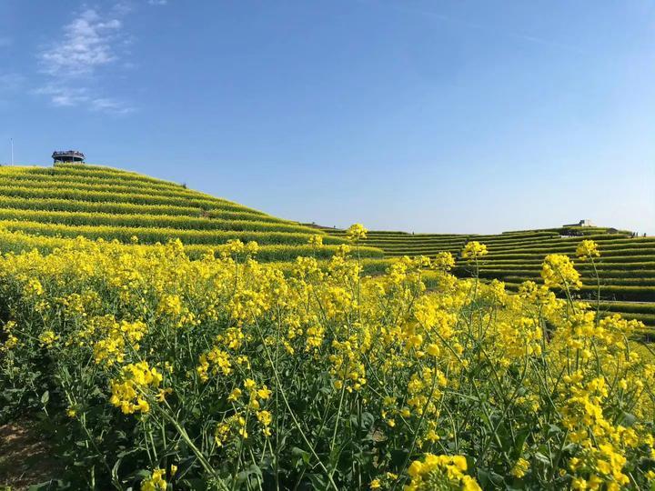 2017年5月直播平台发展现状与趋势分析